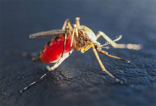 Почему военные специалисты в США заинтересовались изучением укуса комара?