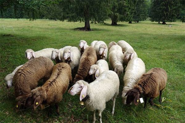 Новая Зеландия: Израиль в 1979 испытывал ядерное оружие. Доказано овцами