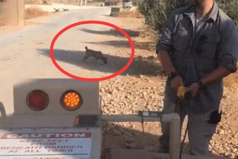 "Даже собак бросили": СМИ КНР о бегстве армии США из Сирии