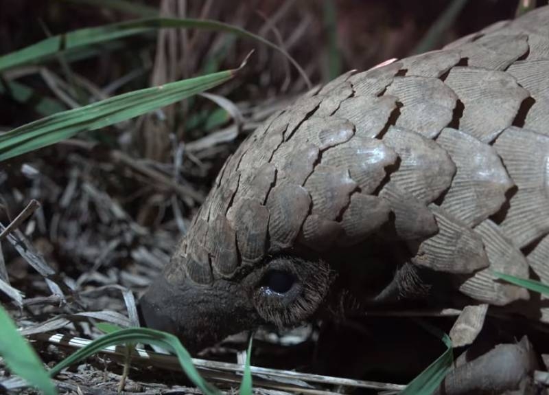 Австралийский вирусолог назвал панголина животным, &laquo;передавшим&raquo; коронавирус человеку