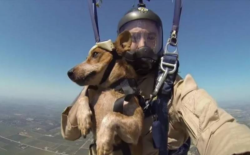 В России создан парашют для служебных собак
